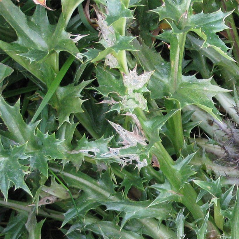 Carlina acaulis ssp. simplex Bronze - Carline des Alpes (Foliage)