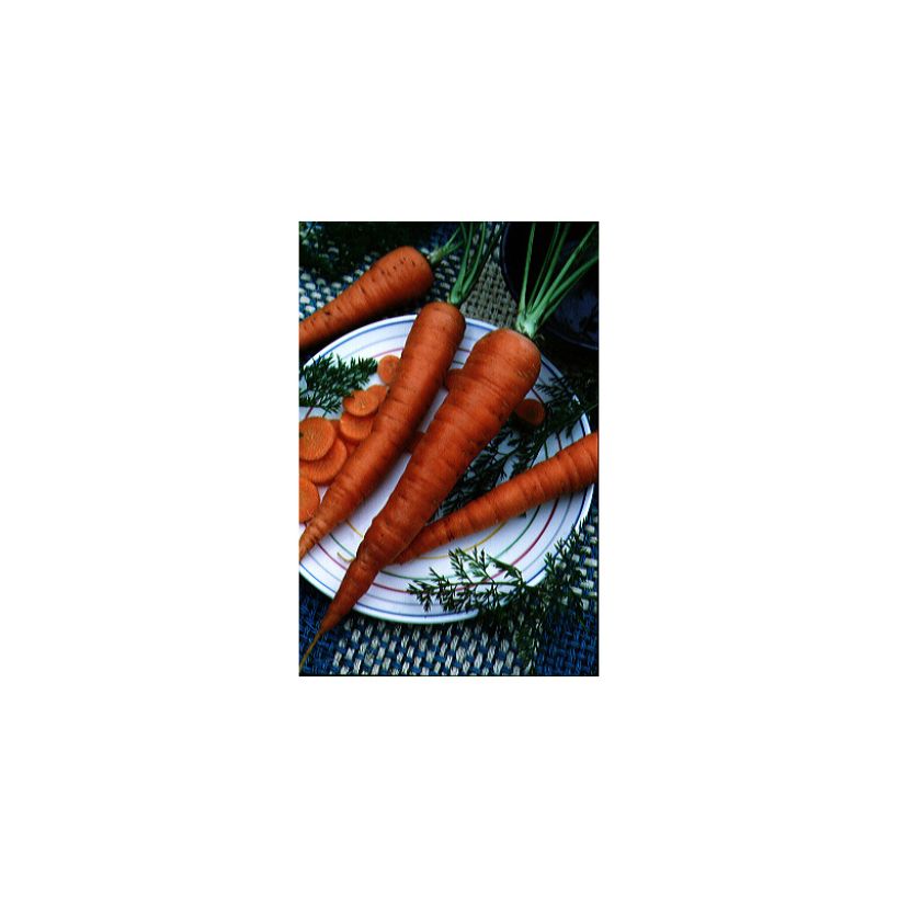 Carotte Valery - Daucus carota (Harvest)