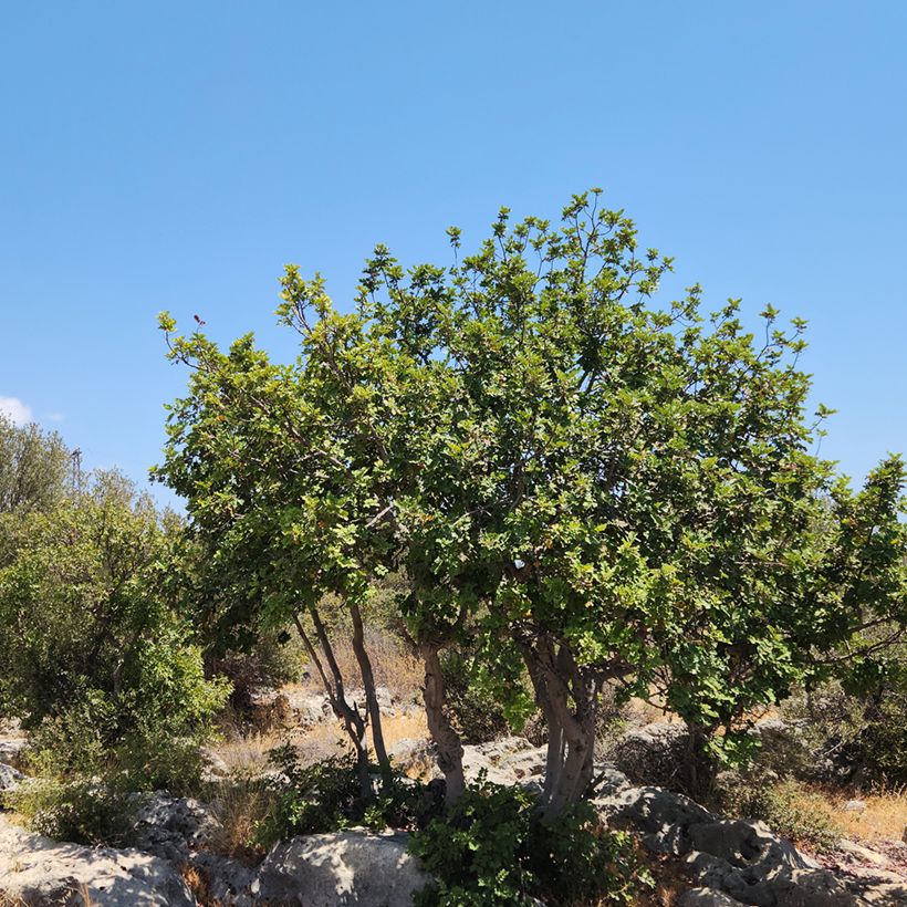 Caroubier - Ceratonia siliqua (Plant habit)