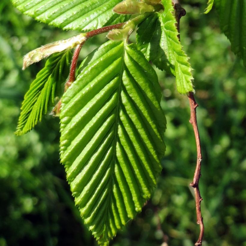 Carpinus betulus Lucas - Charme commun (Foliage)