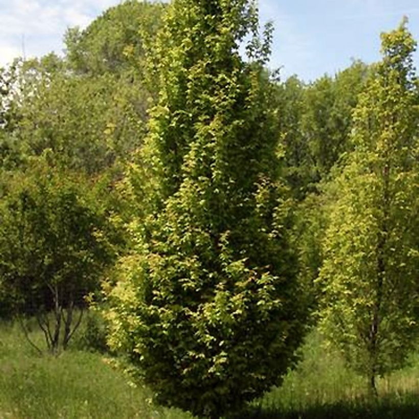 Carpinus betulus Lucas - Charme commun (Plant habit)