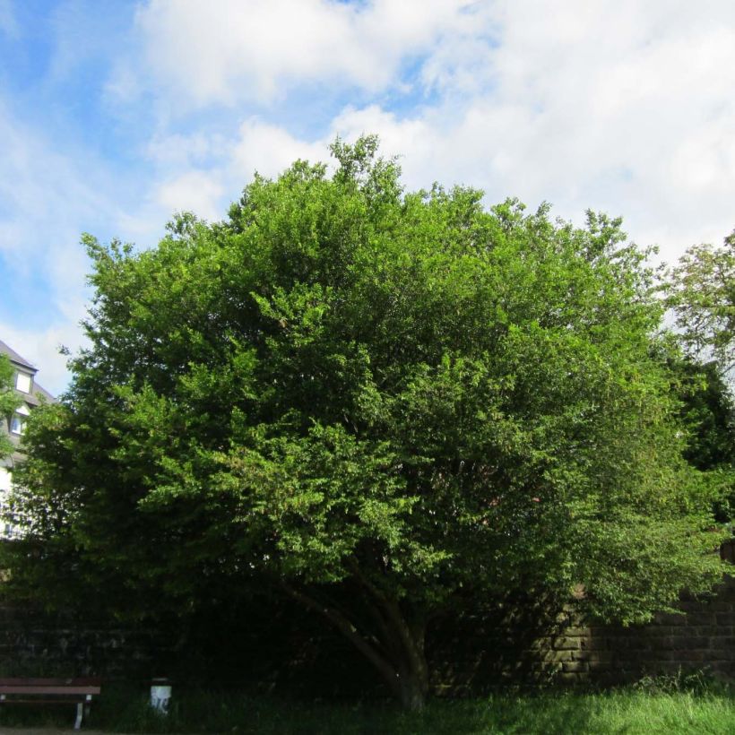Carpinus betulus Quercifolia - Charme à feuilles de chêne (Plant habit)