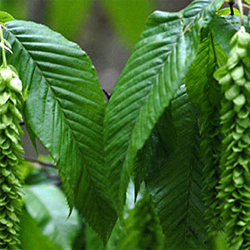 Carpinus fangiana - Charme de Fang (Foliage)