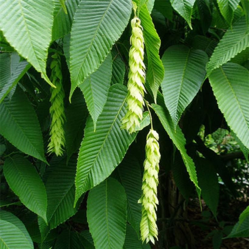 Carpinus fangiana - Charme de Fang (Flowering)