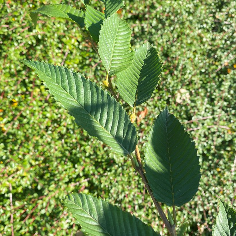 Carpinus japonica Chinese Lantern - Charme du Japon (Foliage)