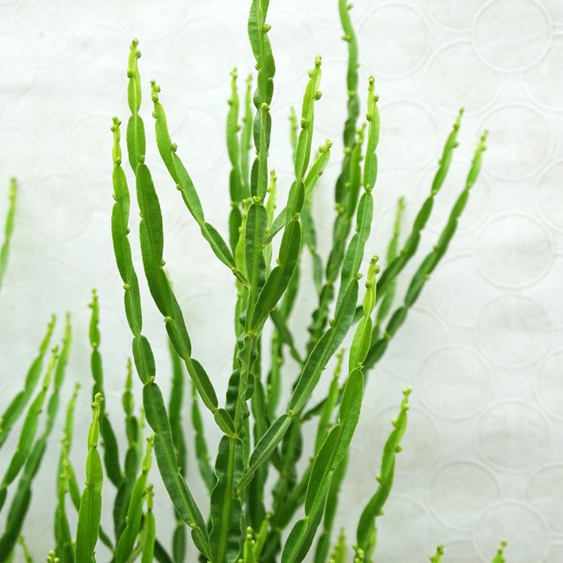 Baccharis genistelloides (Foliage)