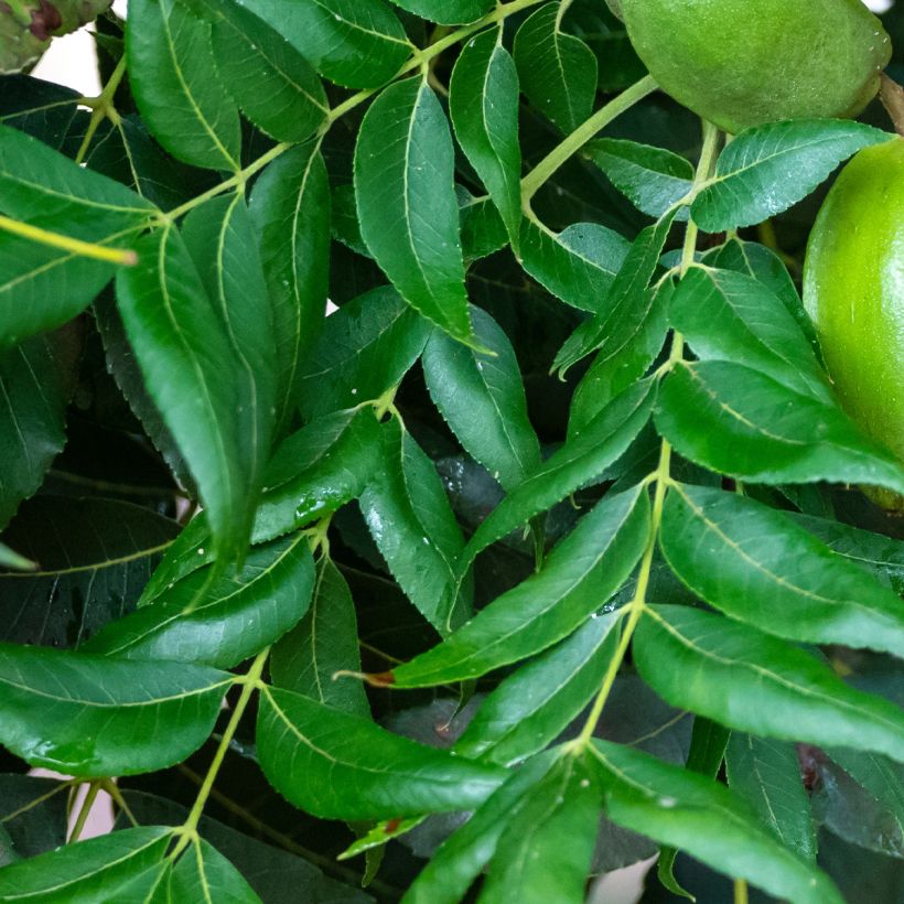 Carya illinoinensis Choctaw - Noix de Pécan - Pacanier (Foliage)