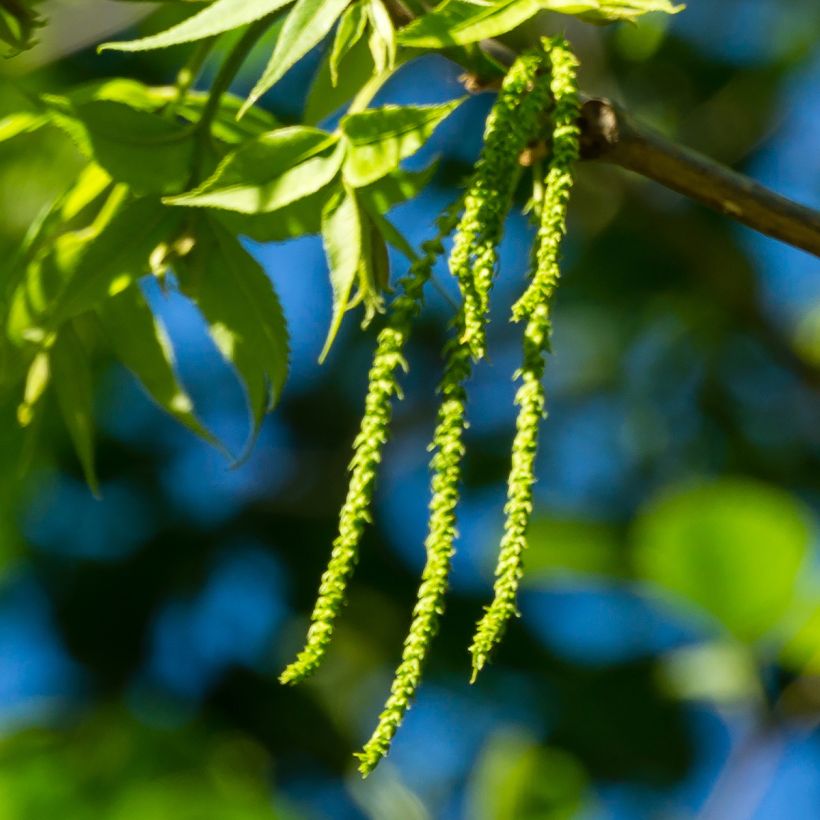 Carya illinoinensis Choctaw - Noix de Pécan - Pacanier (Flowering)