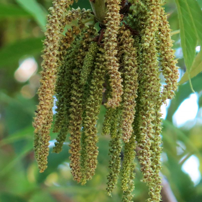 Carya illinoinensis Delmas - Noix de Pécan - Pacanier (Flowering)