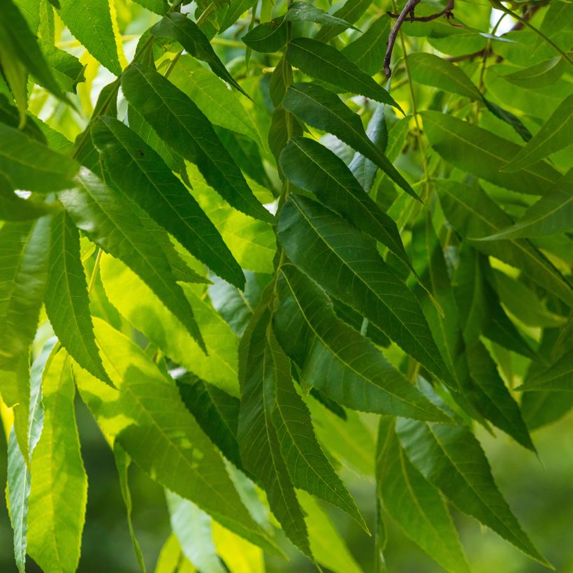Carya illinoinensis Pawnee - Noix de Pécan - Pacanier (Foliage)