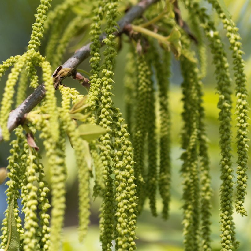 Carya illinoinensis Pawnee - Noix de Pécan - Pacanier (Flowering)