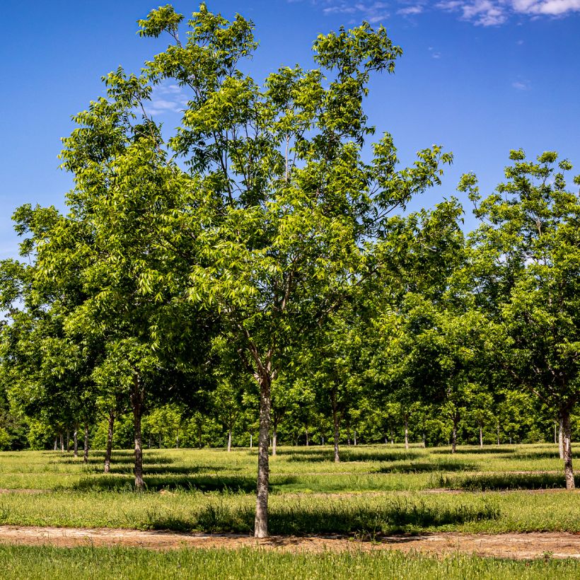 Carya illinoinensis Pawnee - Noix de Pécan - Pacanier (Plant habit)