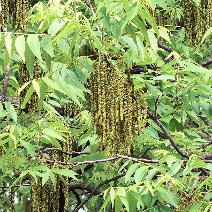 Carya illinoinensis Shoshoni - Noix de Pécan - Pacanier (Flowering)