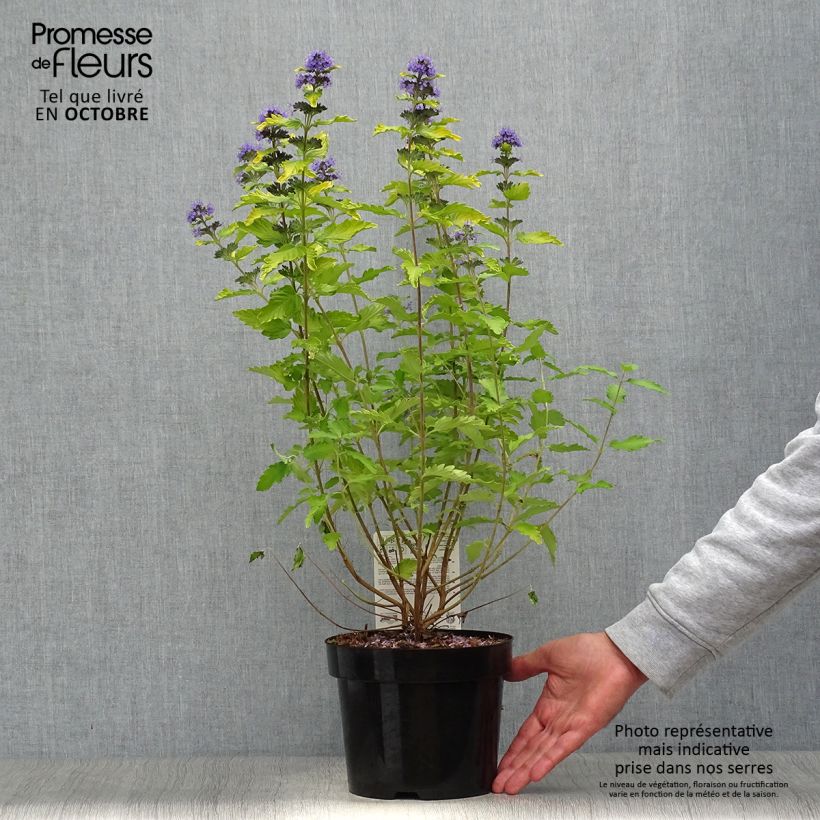 Example of Caryopteris Hint of Gold Pot de 3L/4L as you get in automne