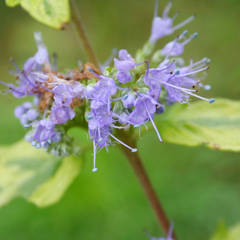 Caryopteris Summer Sorbet® - Spirée Bleue, Barbe-bleue (Flowering)