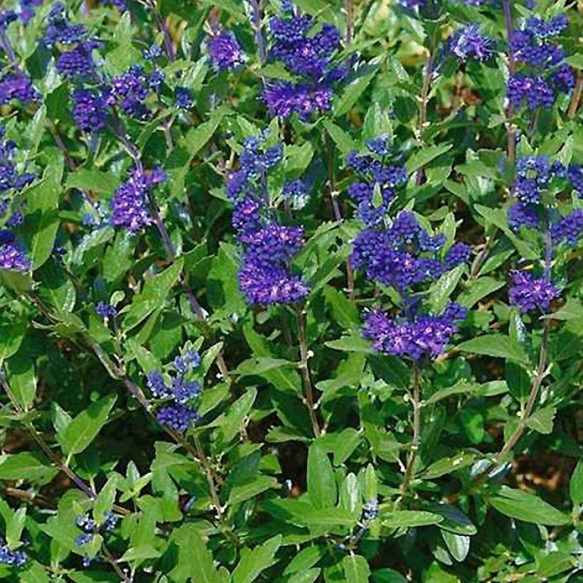 Caryopteris clandonensis First Choice - Spirée bleue (Flowering)