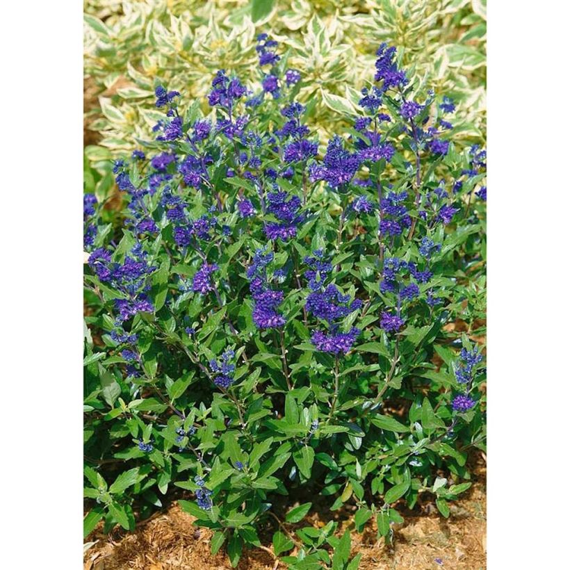 Caryopteris clandonensis First Choice - Spirée bleue (Plant habit)