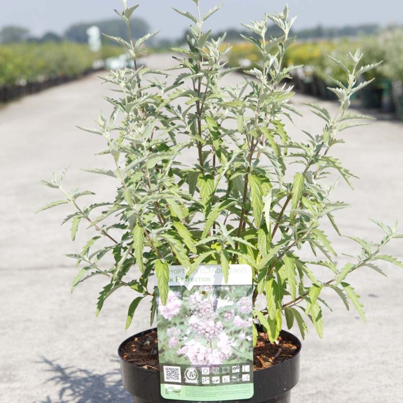 Caryopteris clandonensis Pink Perfection - Spirée bleue (Plant habit)