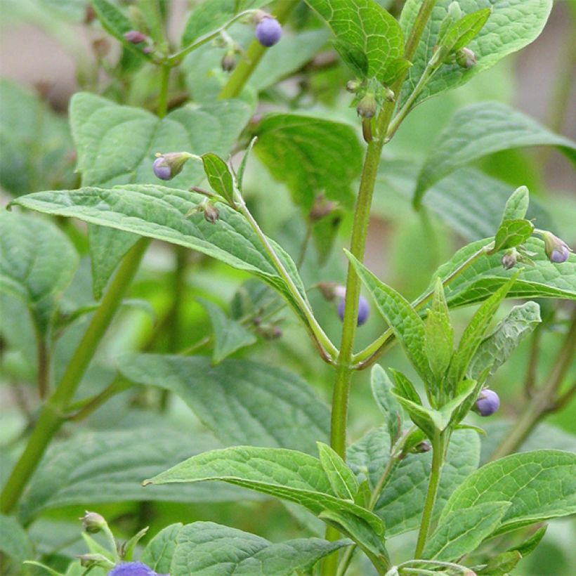 Caryopteris divaricata -  Spirée bleue (Foliage)