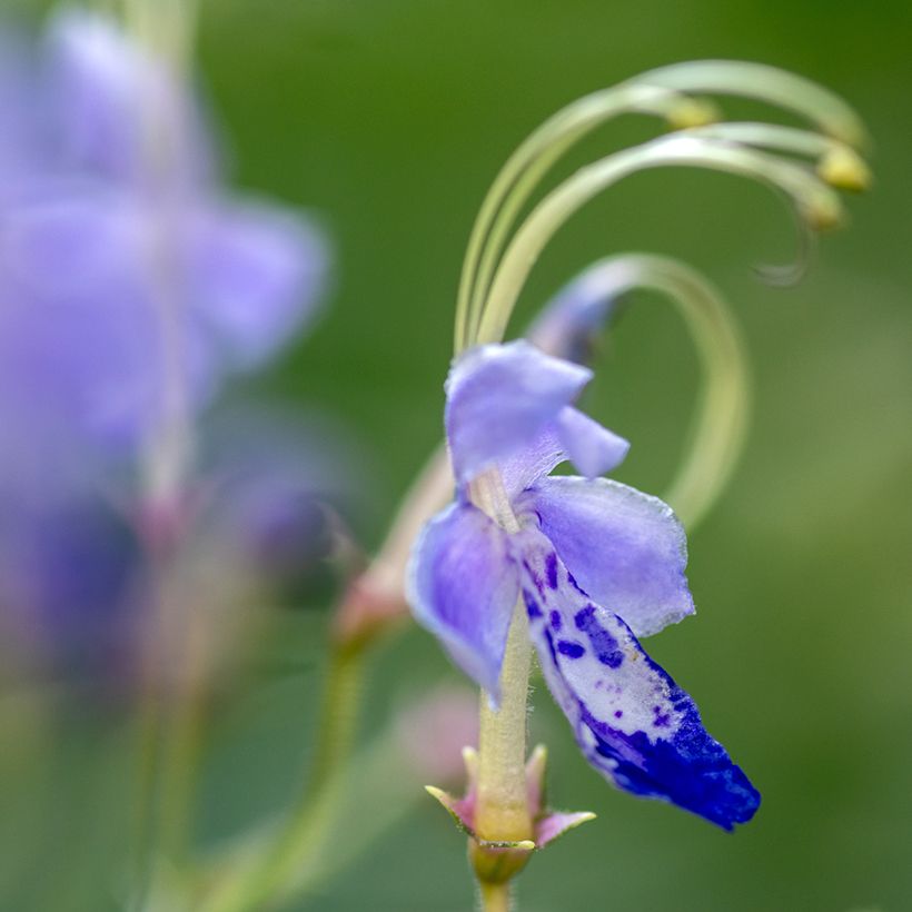 Caryopteris divaricata -  Spirée bleue (Flowering)