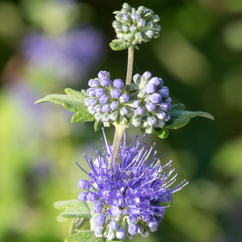 Caryopteris incana Sunny Blue - Spirée bleue, Barbe bleue (Flowering)