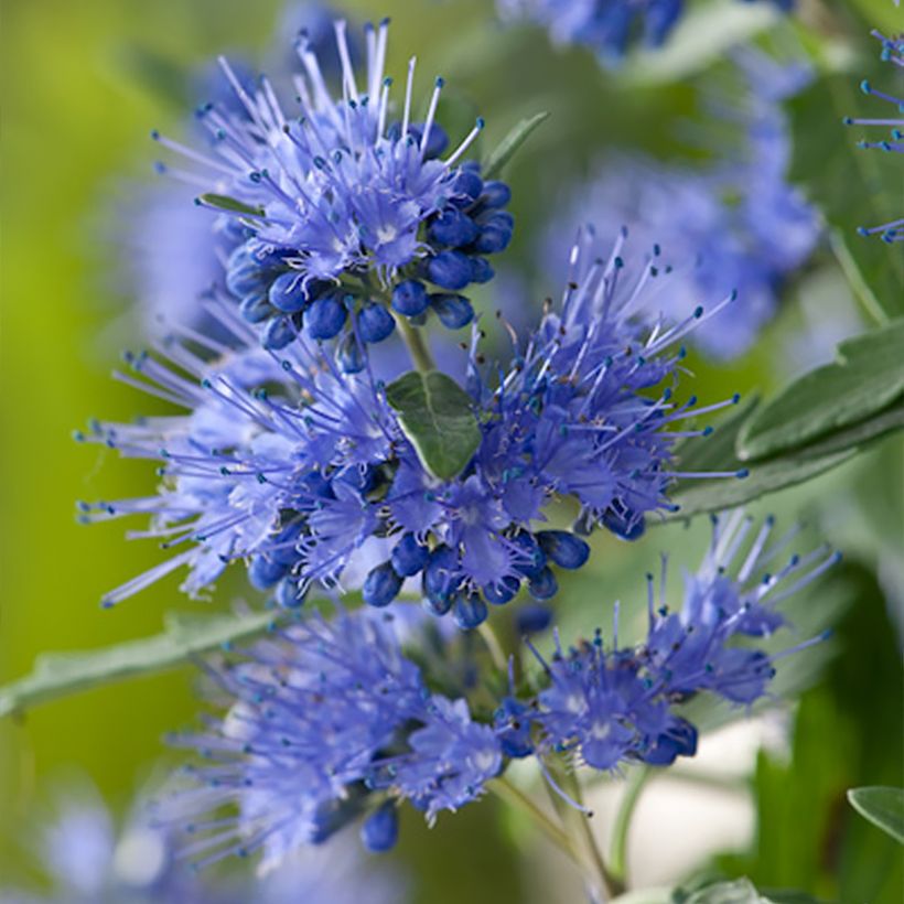 Caryopteris x clandonensis Blauer Spatz (Oiseau Bleu) (Flowering)