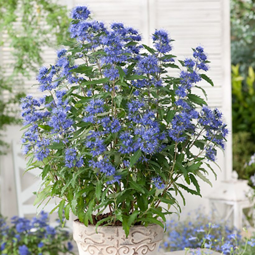 Caryopteris x clandonensis Blauer Spatz (Oiseau Bleu) (Plant habit)