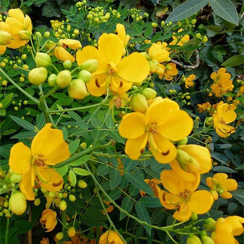 Cassia floribunda - Senné (Flowering)