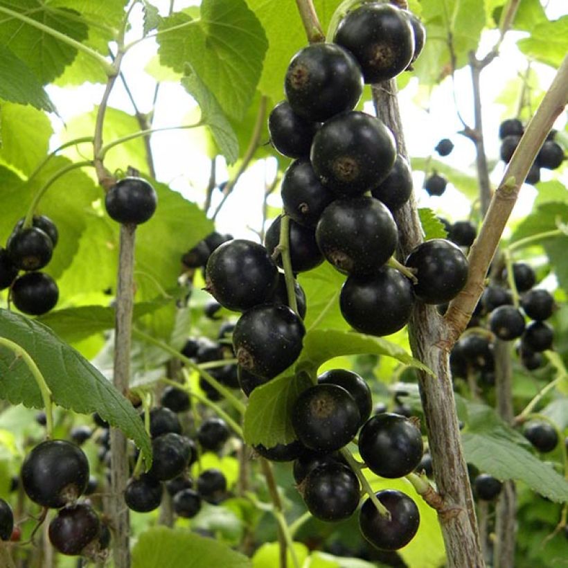 Cassissier Géant de Boskoop (Harvest)