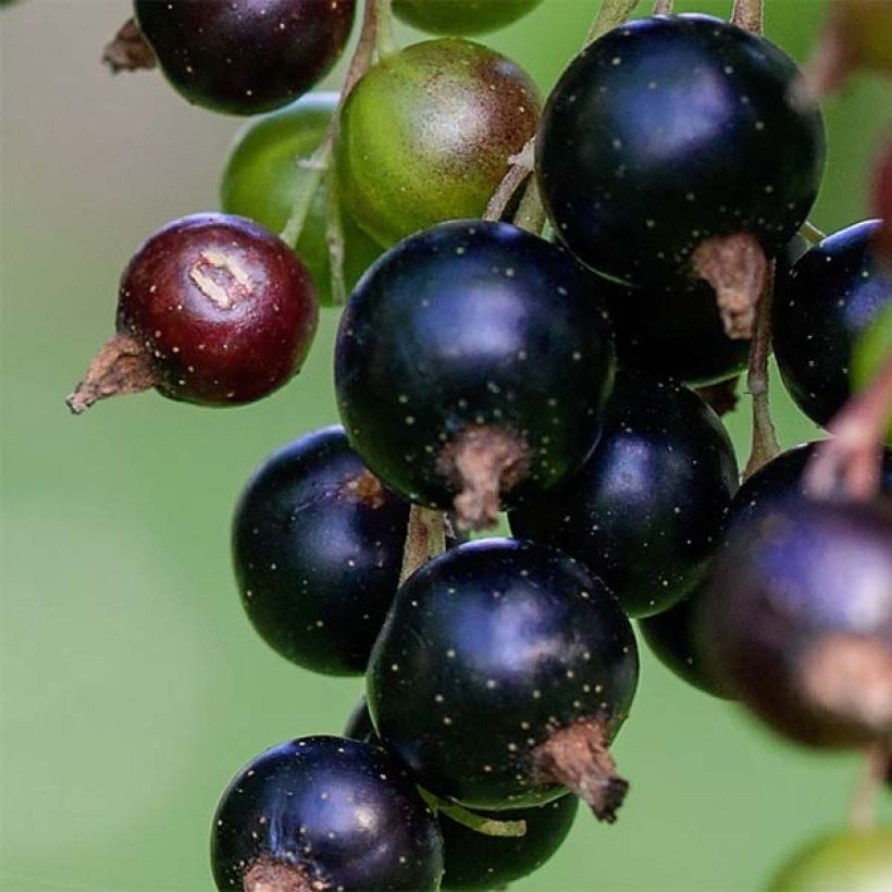 Cassissier Andega Bio (Harvest)