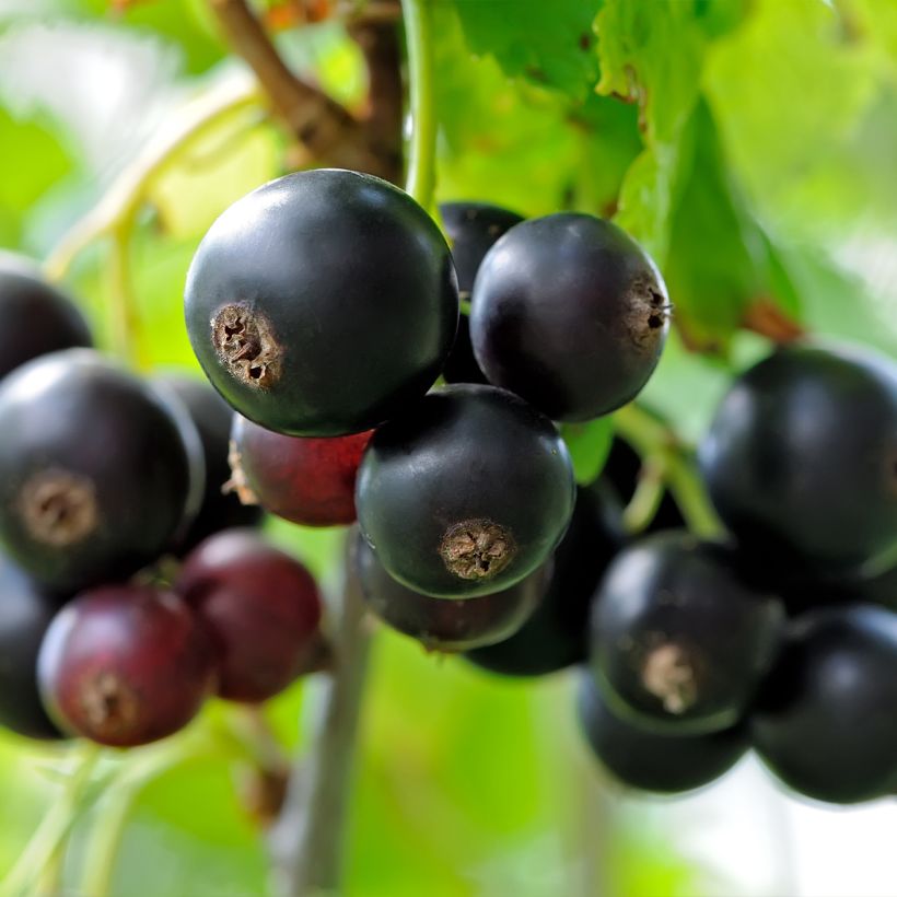 Cassissier Delbard Robusta - Ribes nigrum (Harvest)