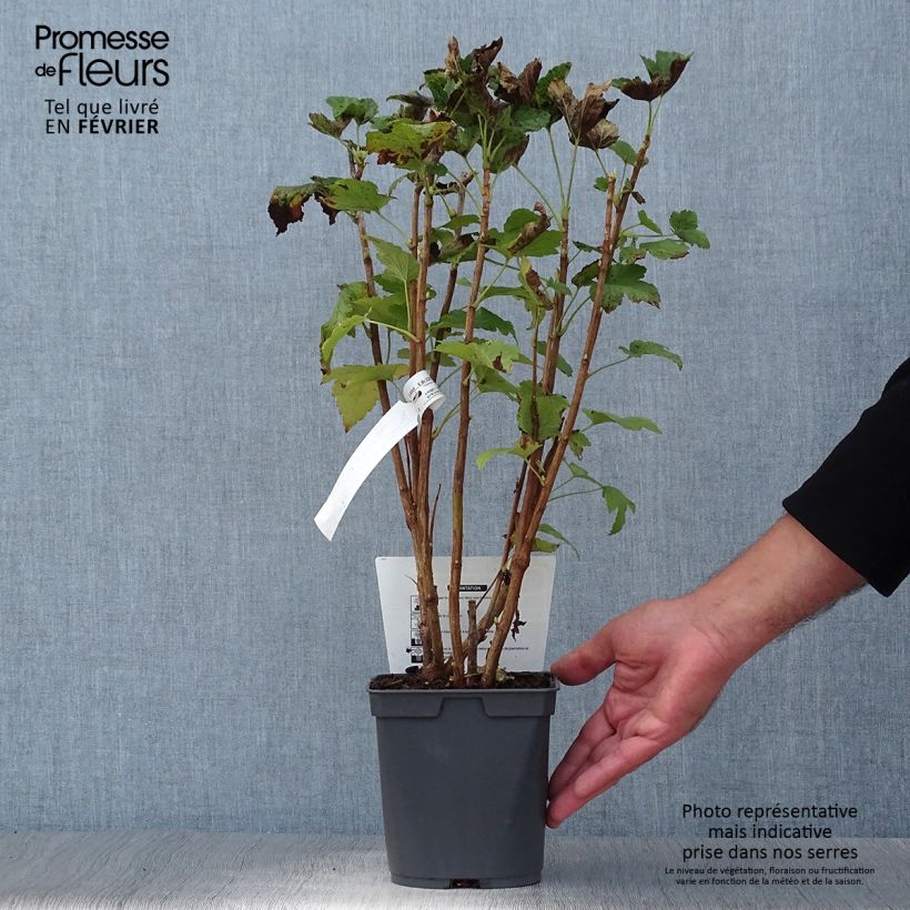 Example of Cassissier Delbard Robusta - Ribes nigrum Pot de 2L/3L as you get in automne