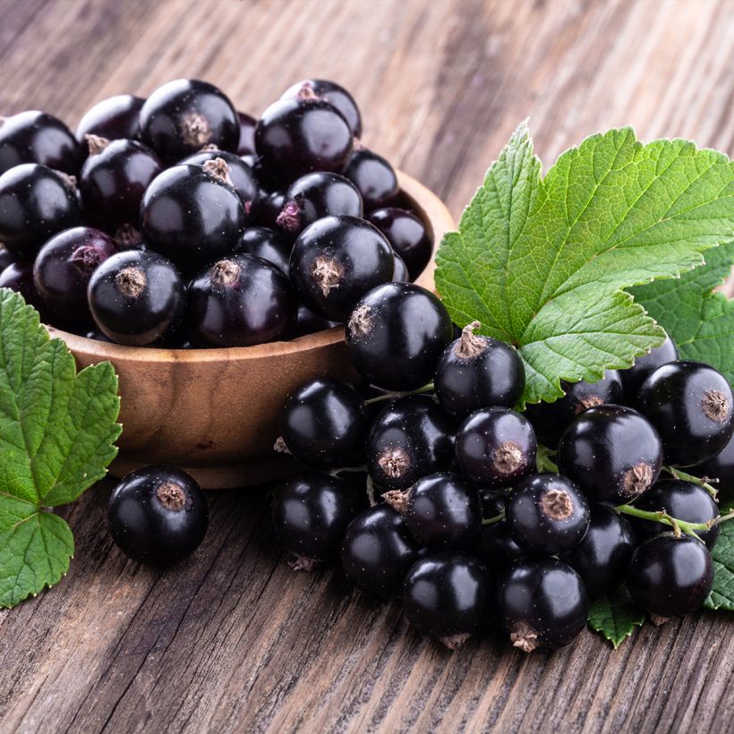 Cassissier Merveille De Gironde - Ribes nigrum  (Harvest)