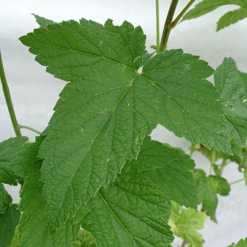 Cassissier Neva  (Foliage)