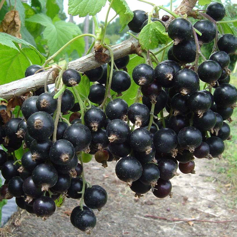 Cassissier Neva  (Harvest)
