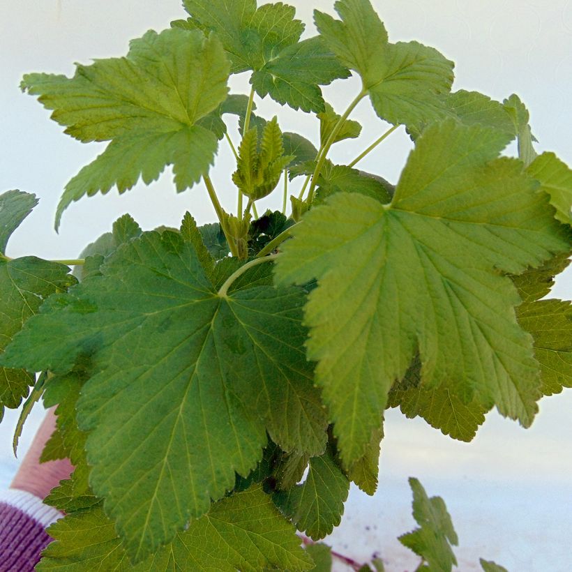 Cassissier Noiroma (Foliage)