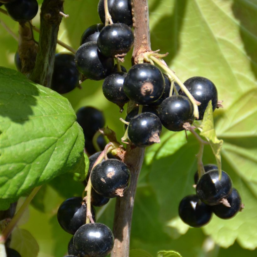 Cassissier Perles d'Auvergne - Georges Delbard (Harvest)