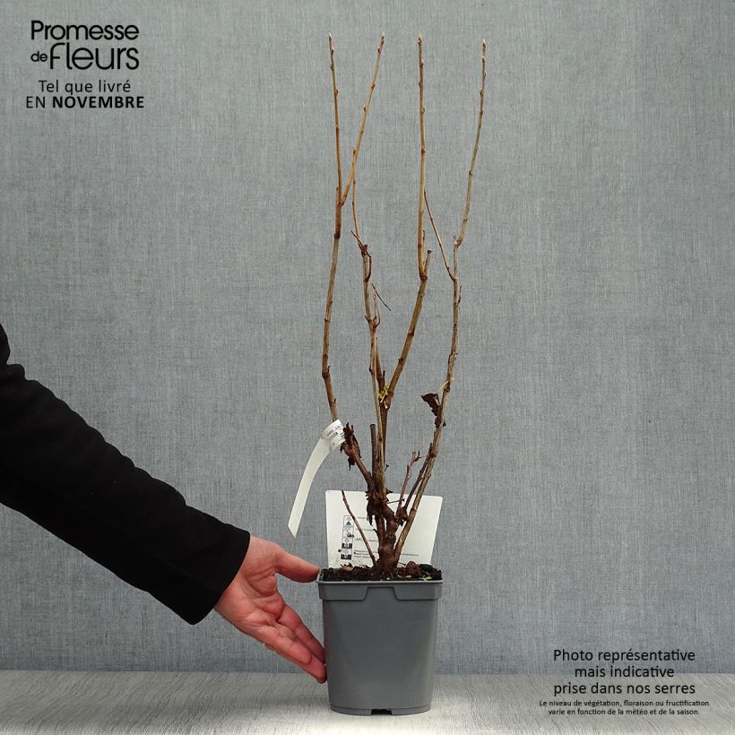 Example of Cassissier Perles d'Auvergne - Georges Delbard Pot de 2L/3L, Buisson as you get in automne
