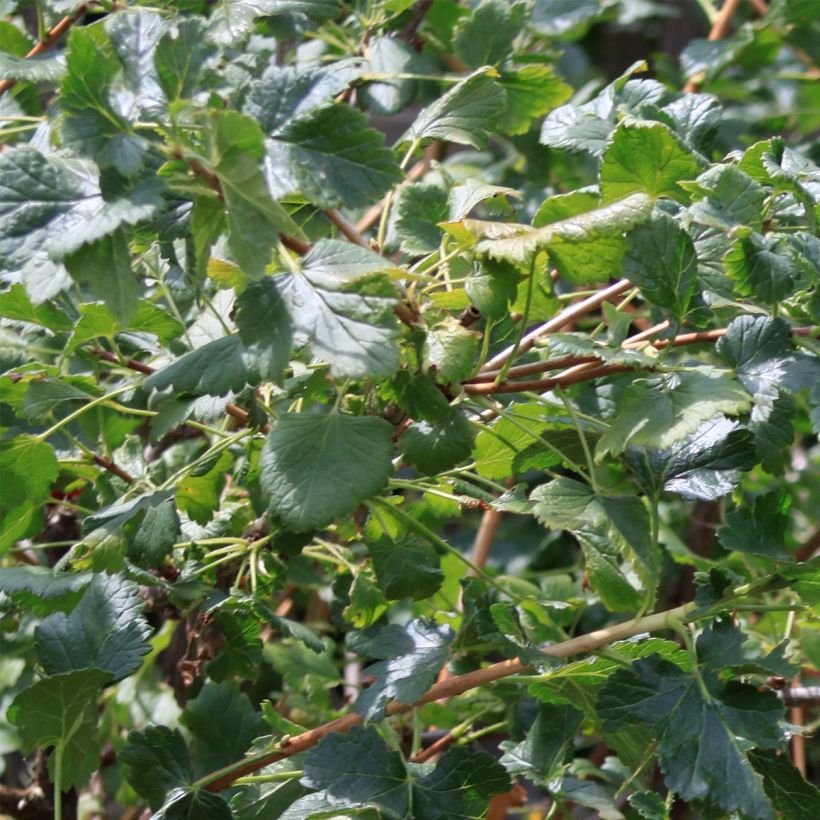 Cassissier - Ribes nigrum (Foliage)