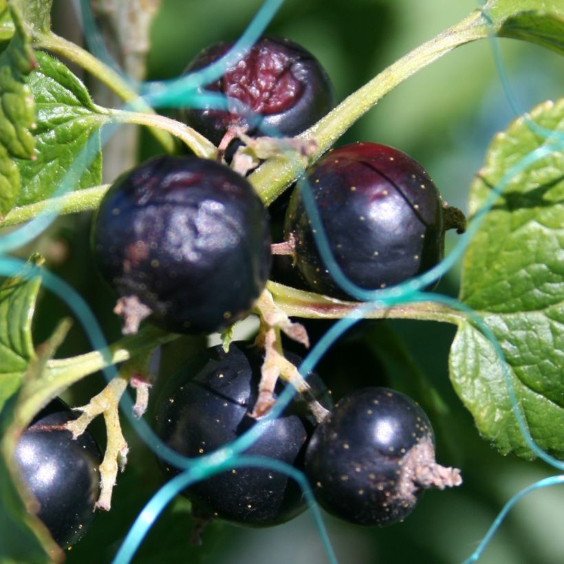Cassissier - Ribes nigrum (Harvest)