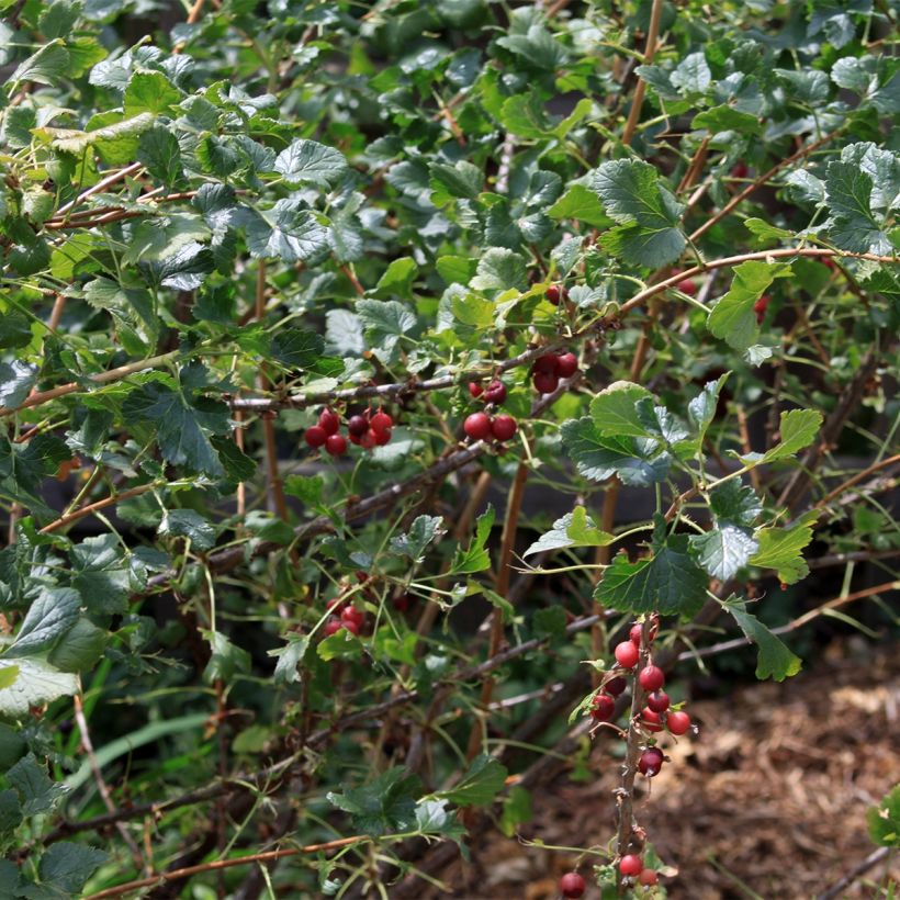 Cassissier - Ribes nigrum (Plant habit)