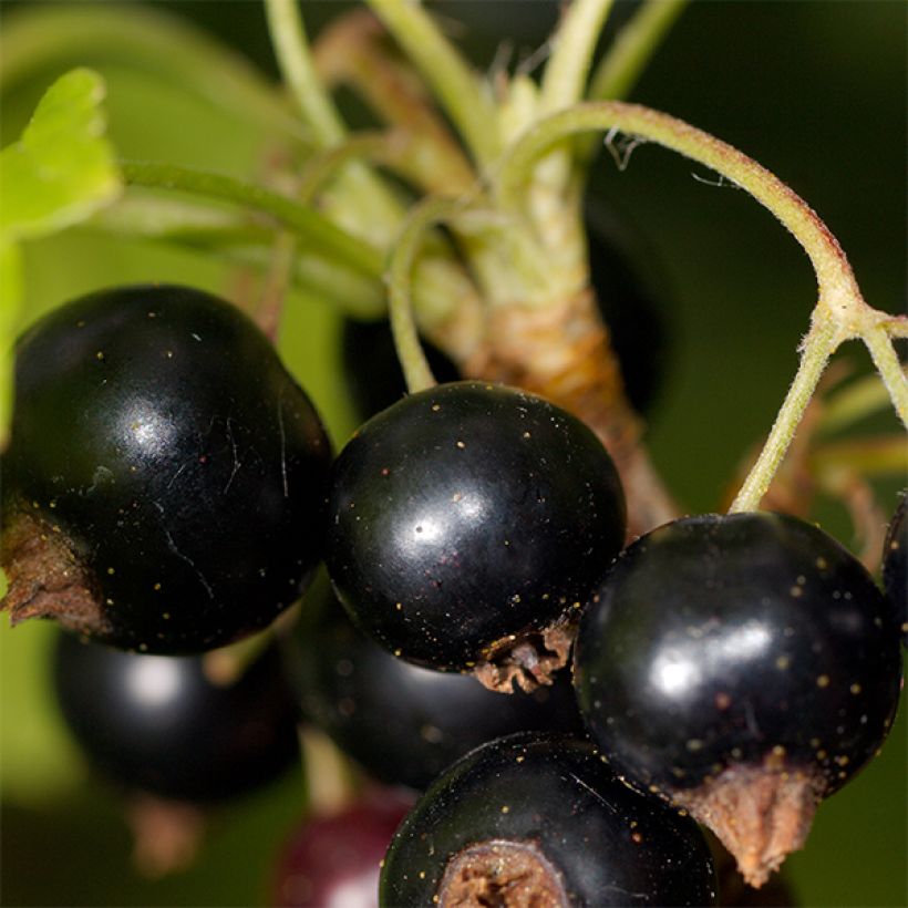 Cassissier Titania (Harvest)