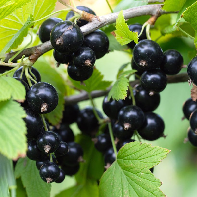 Cassissier Titania Bio - Ribes nigrum (Harvest)