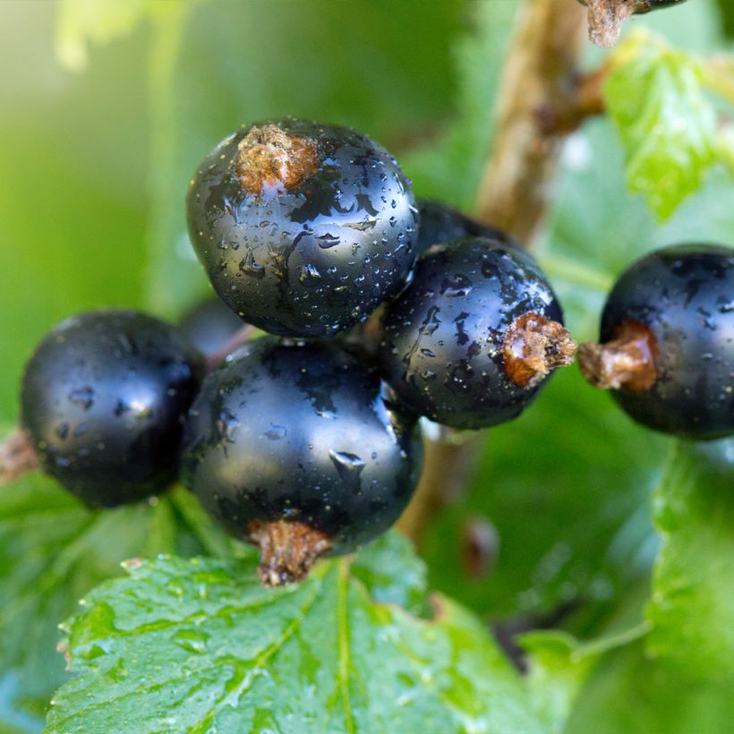 Cassissier Troll - Ribes nigrum (Harvest)