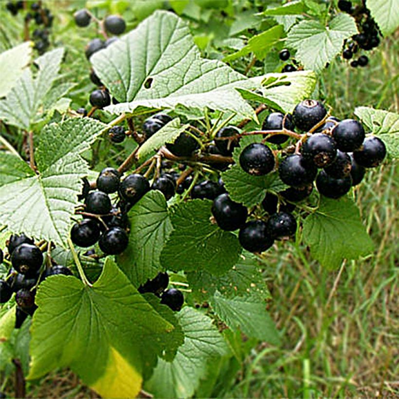 Cassissier Wellington (Harvest)