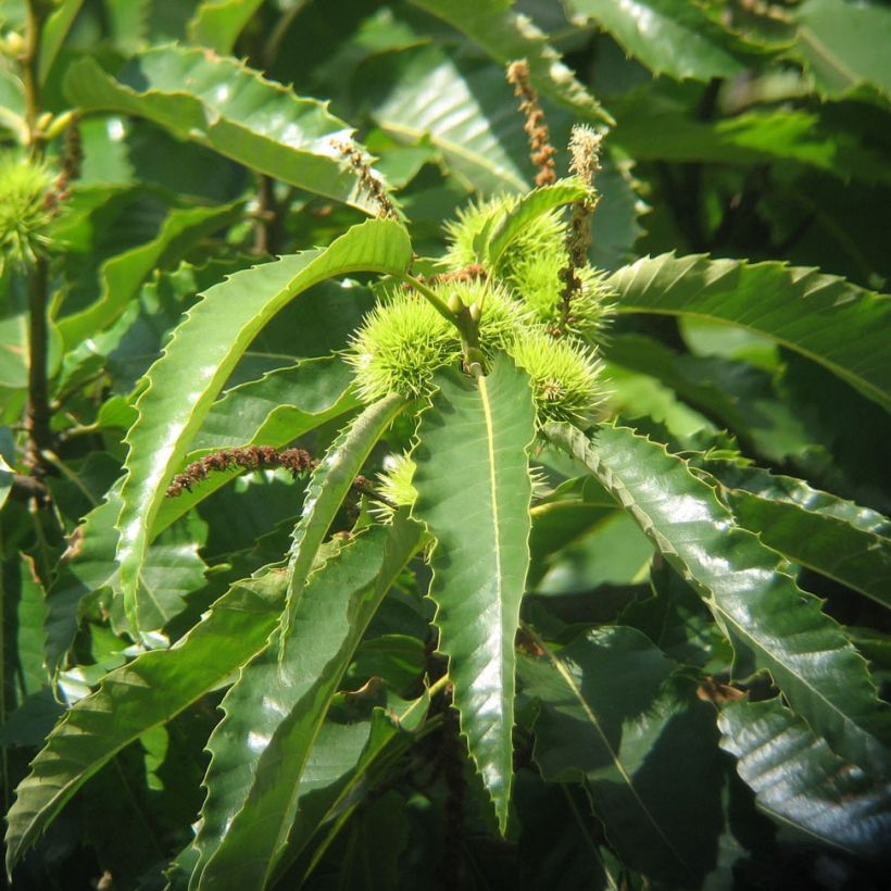 Châtaignier commun - Castanea sativa (Foliage)