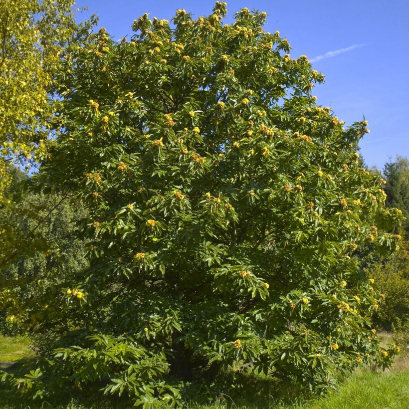 Châtaignier commun - Castanea sativa (Plant habit)