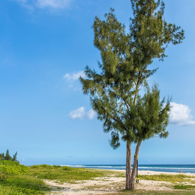 Casuarina equisetifolia - Filao, Pin australien (Plant habit)