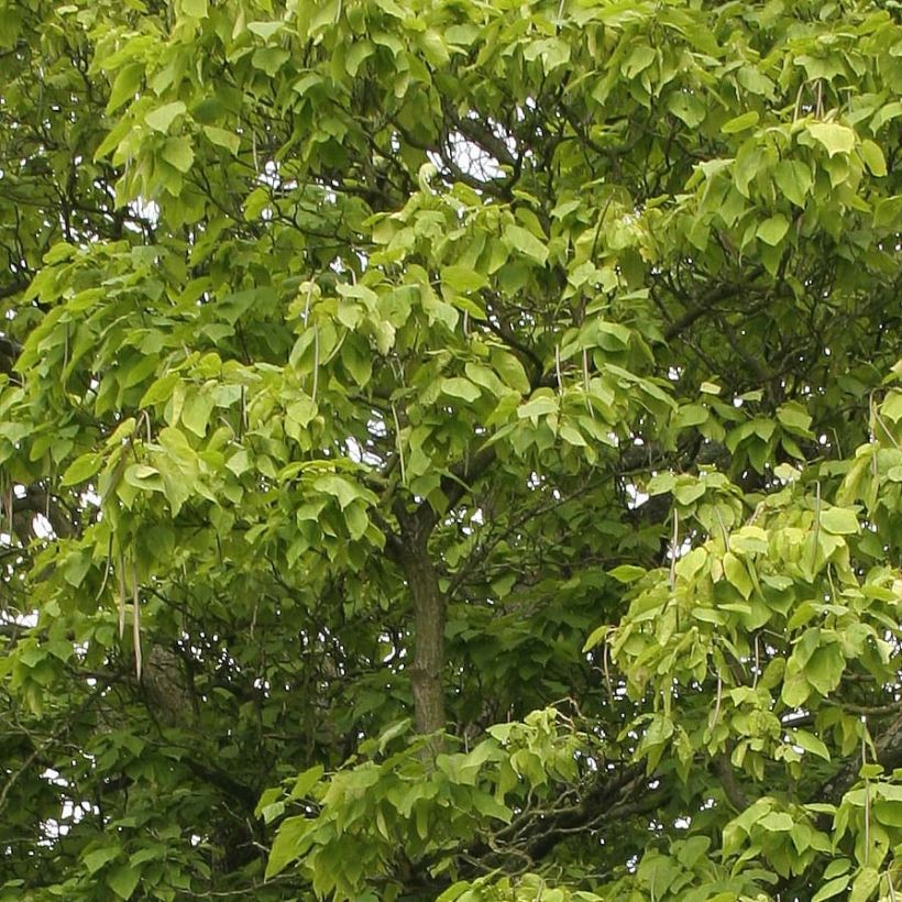 Catalpa bignonioides - Catalpa commun (Foliage)