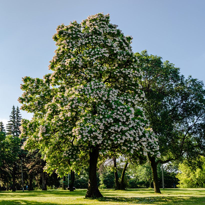 Catalpa bignonioides - Catalpa commun (Plant habit)